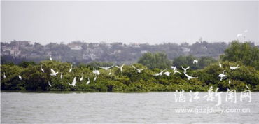 湛江與華僑城集團攜手推進全域旅游開發，譜寫文旅融合新篇章